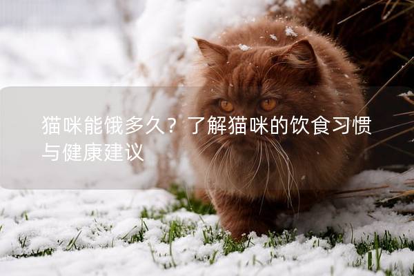 猫咪能饿多久？了解猫咪的饮食习惯与健康建议