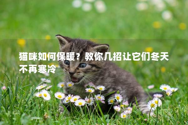 猫咪如何保暖？教你几招让它们冬天不再寒冷