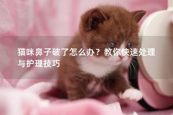 猫咪鼻子破了怎么办？教你快速处理与护理技巧