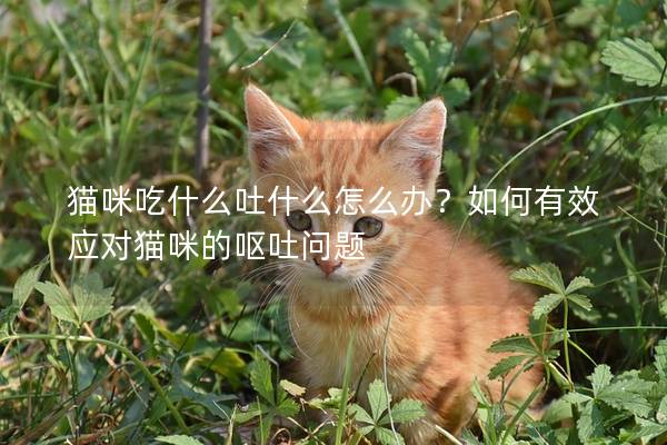 猫咪吃什么吐什么怎么办？如何有效应对猫咪的呕吐问题