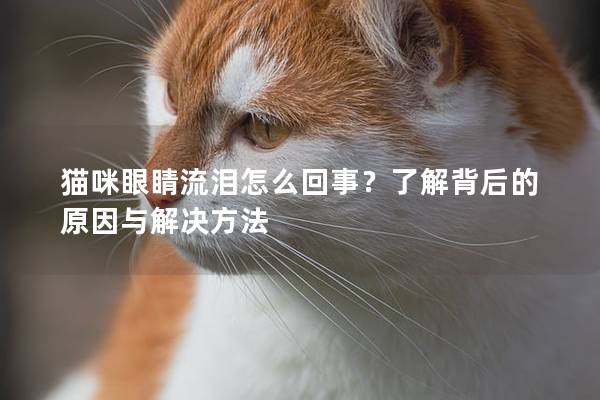 猫咪眼睛流泪怎么回事？了解背后的原因与解决方法