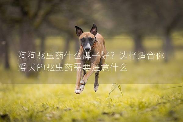 狗狗驱虫药什么牌子好？选择适合你爱犬的驱虫药需要注意什么