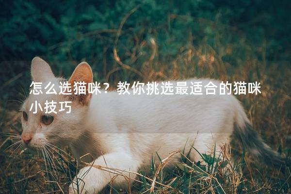 怎么选猫咪？教你挑选最适合的猫咪小技巧