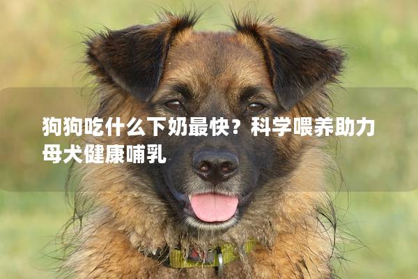 狗狗吃什么下奶最快？科学喂养助力母犬健康哺乳