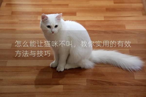 怎么能让猫咪不叫，教你实用的有效方法与技巧