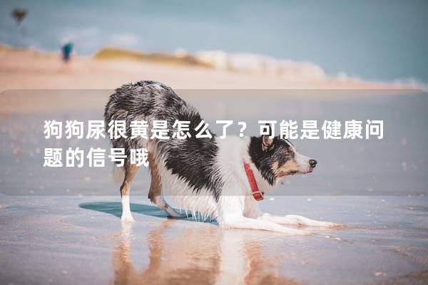 狗狗尿很黄是怎么了？可能是健康问题的信号哦