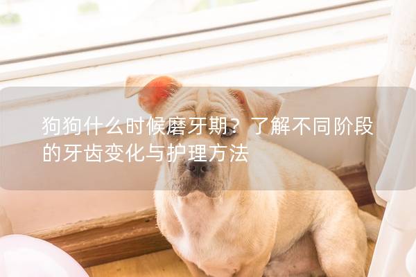 狗狗什么时候磨牙期？了解不同阶段的牙齿变化与护理方法