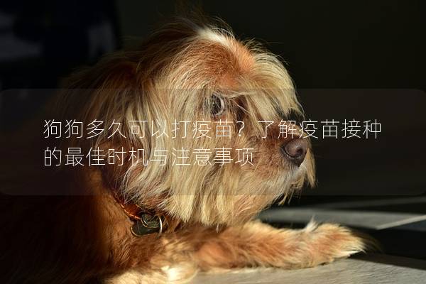 狗狗多久可以打疫苗？了解疫苗接种的最佳时机与注意事项