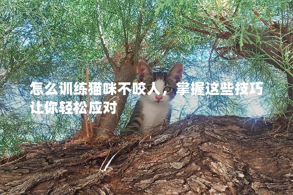 怎么训练猫咪不咬人，掌握这些技巧让你轻松应对