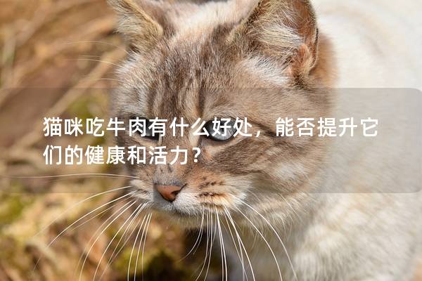 猫咪吃牛肉有什么好处，能否提升它们的健康和活力？