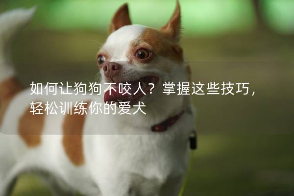 如何让狗狗不咬人？掌握这些技巧，轻松训练你的爱犬