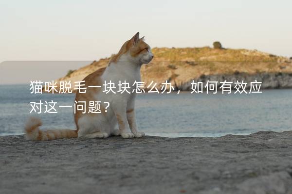 猫咪脱毛一块块怎么办，如何有效应对这一问题？