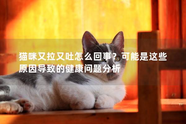 猫咪又拉又吐怎么回事？可能是这些原因导致的健康问题分析