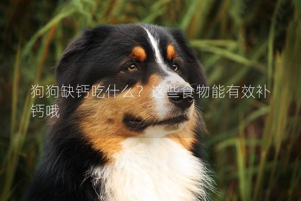 狗狗缺钙吃什么？这些食物能有效补钙哦