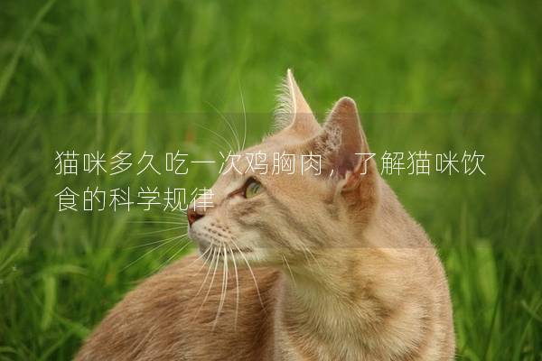 猫咪多久吃一次鸡胸肉，了解猫咪饮食的科学规律