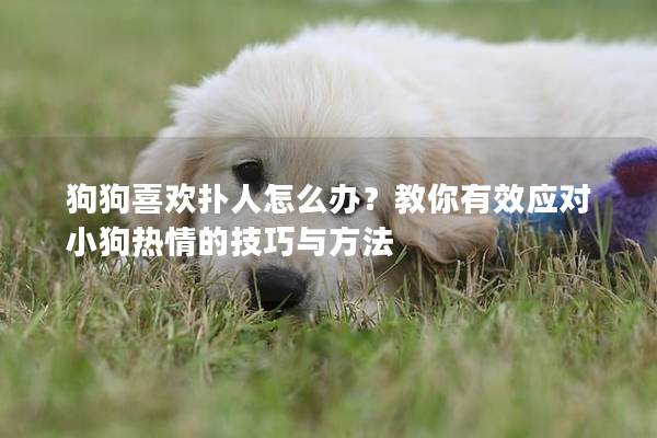 狗狗喜欢扑人怎么办？教你有效应对小狗热情的技巧与方法