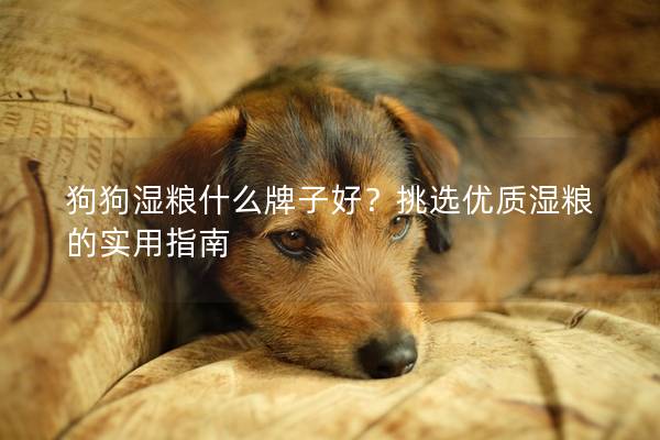 狗狗湿粮什么牌子好？挑选优质湿粮的实用指南