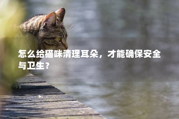 怎么给猫咪清理耳朵，才能确保安全与卫生？