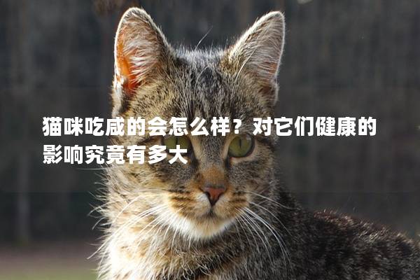 猫咪吃咸的会怎么样？对它们健康的影响究竟有多大