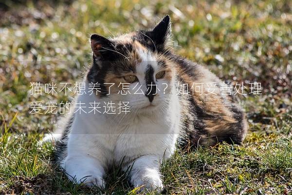 猫咪不想养了怎么办？如何妥善处理爱宠的未来选择