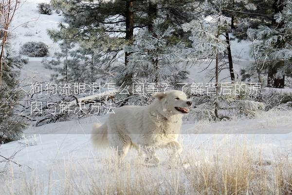 狗狗流眼泪怎么回事？了解背后的原因与解决方法