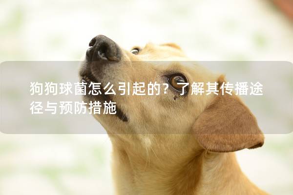 狗狗球菌怎么引起的？了解其传播途径与预防措施