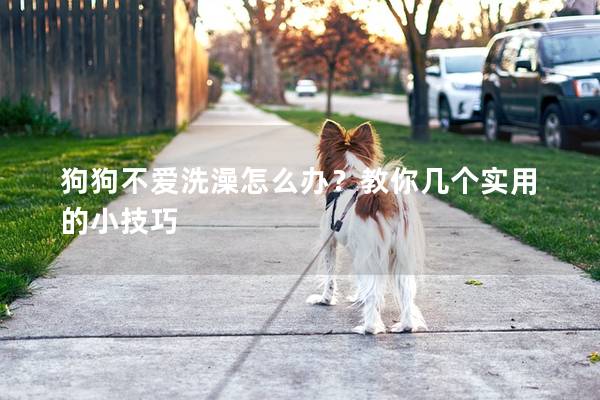 狗狗不爱洗澡怎么办？教你几个实用的小技巧