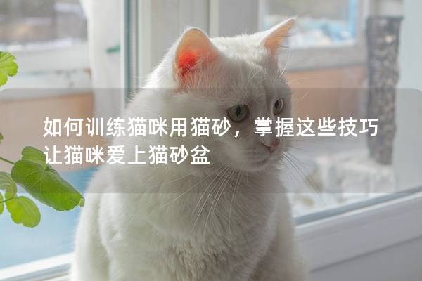 如何训练猫咪用猫砂，掌握这些技巧让猫咪爱上猫砂盆