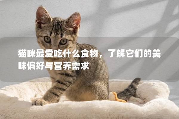 猫咪最爱吃什么食物，了解它们的美味偏好与营养需求