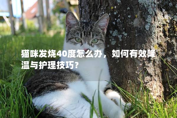 猫咪发烧40度怎么办，如何有效降温与护理技巧？