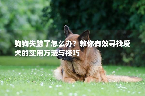 狗狗失踪了怎么办？教你有效寻找爱犬的实用方法与技巧