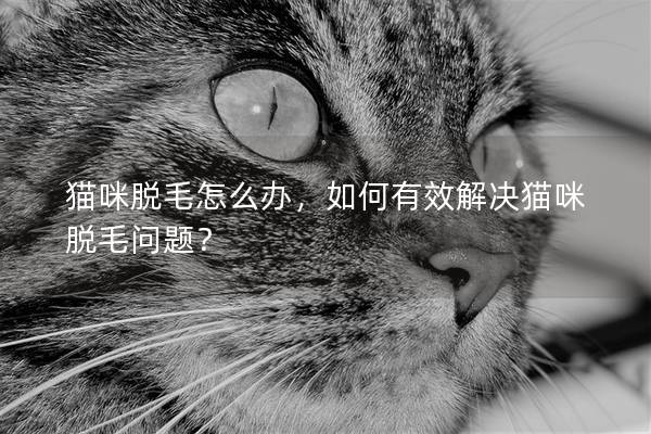 猫咪脱毛怎么办，如何有效解决猫咪脱毛问题？