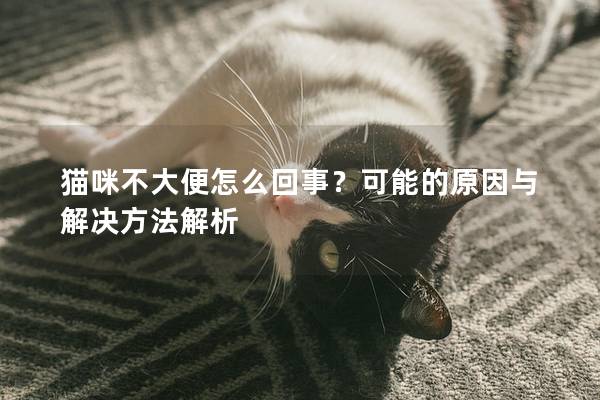 猫咪不大便怎么回事？可能的原因与解决方法解析