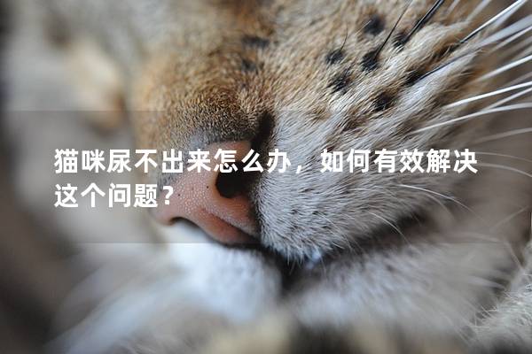 猫咪尿不出来怎么办，如何有效解决这个问题？