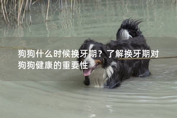 狗狗什么时候换牙期？了解换牙期对狗狗健康的重要性