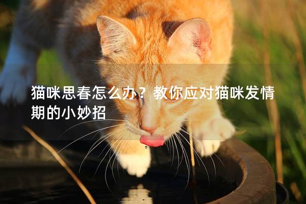 猫咪思春怎么办？教你应对猫咪发情期的小妙招