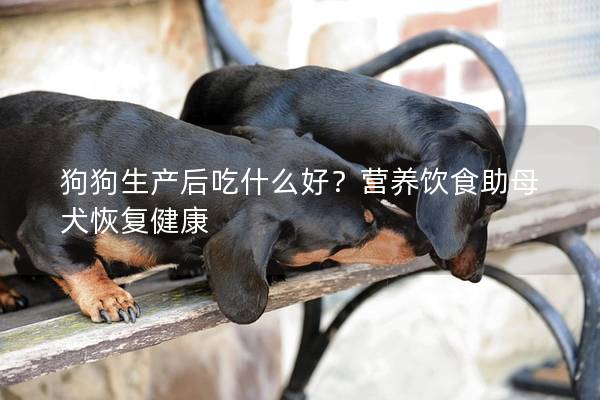 狗狗生产后吃什么好？营养饮食助母犬恢复健康