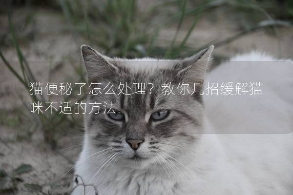 猫便秘了怎么处理？教你几招缓解猫咪不适的方法