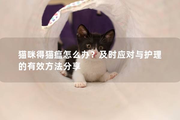 猫咪得猫瘟怎么办？及时应对与护理的有效方法分享