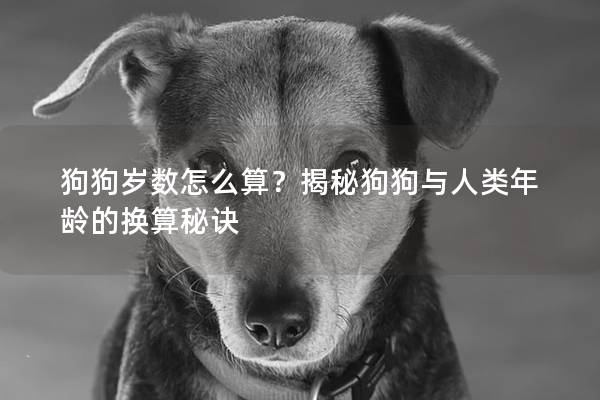 狗狗岁数怎么算？揭秘狗狗与人类年龄的换算秘诀