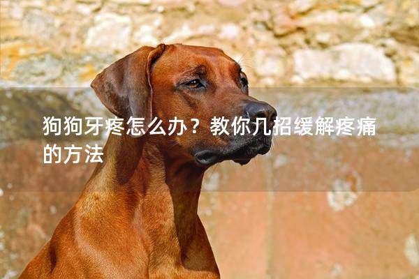 狗狗牙疼怎么办？教你几招缓解疼痛的方法