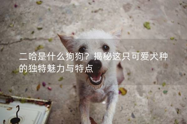 二哈是什么狗狗？揭秘这只可爱犬种的独特魅力与特点