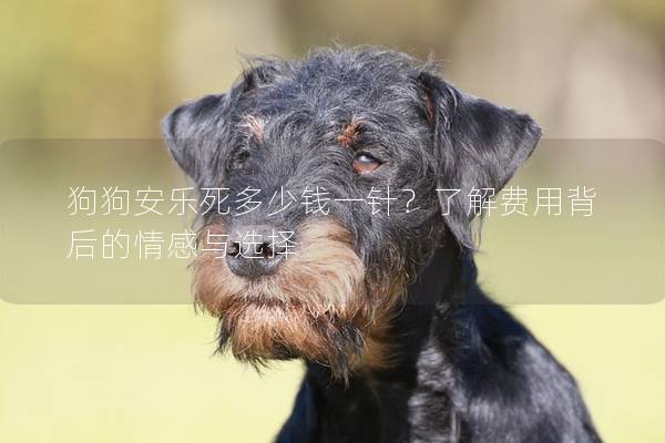 狗狗安乐死多少钱一针？了解费用背后的情感与选择