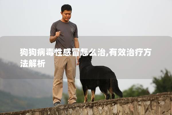 狗狗病毒性感冒怎么治,有效治疗方法解析