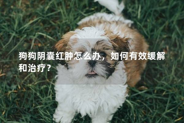 狗狗阴囊红肿怎么办，如何有效缓解和治疗？