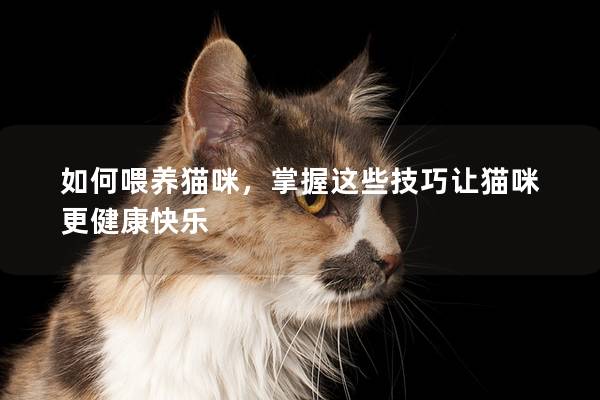 如何喂养猫咪，掌握这些技巧让猫咪更健康快乐