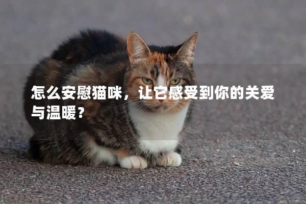 怎么安慰猫咪，让它感受到你的关爱与温暖？