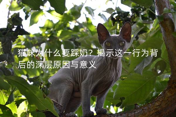 猫咪为什么要踩奶？揭示这一行为背后的深层原因与意义