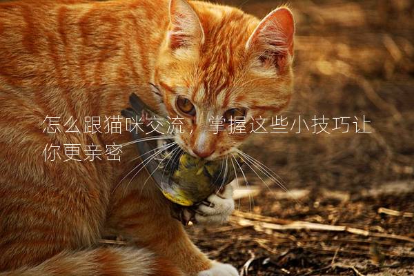 怎么跟猫咪交流，掌握这些小技巧让你更亲密