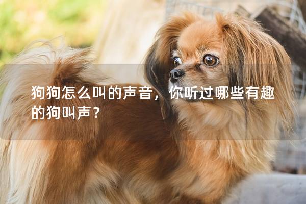 狗狗怎么叫的声音，你听过哪些有趣的狗叫声？